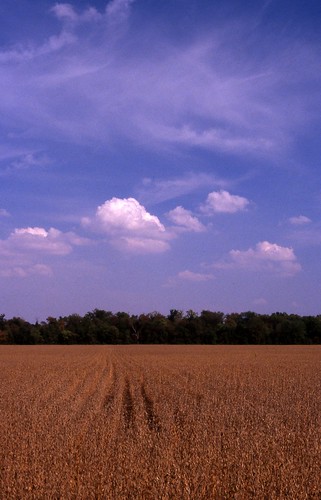 autumn trees sky fall field clouds minolta kodak harvest chrome elite soybean xd11