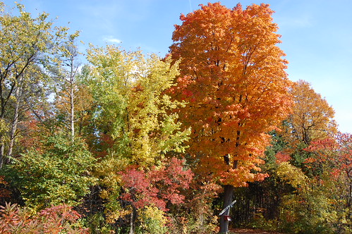 Fall Foliage | by gabrielr85
