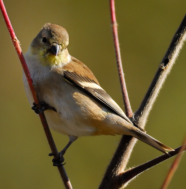 American Goldfinch Autumn plumage2