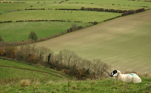 Ewe with a view On the south downs, England
