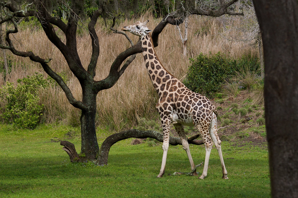 Giraffe | Animal Kingdom, Walt Disney World | Rob Shenk | Flickr