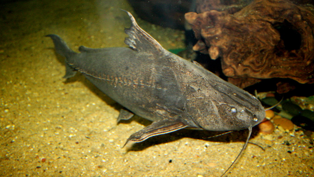 Armored Catfish aka Ripsaw Catfish | TAXONOMY Kingdom: Anima… | Flickr