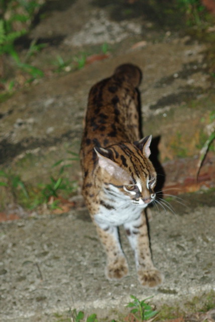 wild Leopard cat (felis bengalensis)