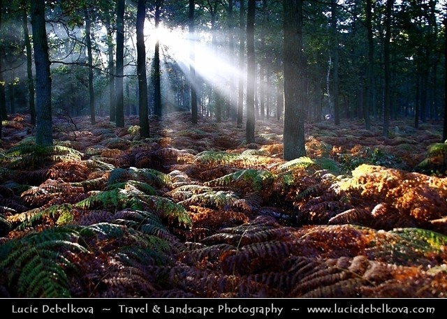 Netherlands - Ray of light in Lage Vuursche Forest