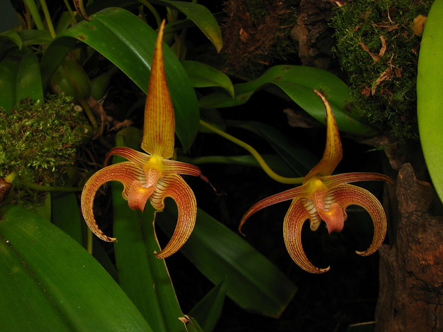 Bulbophyllum lobbii
