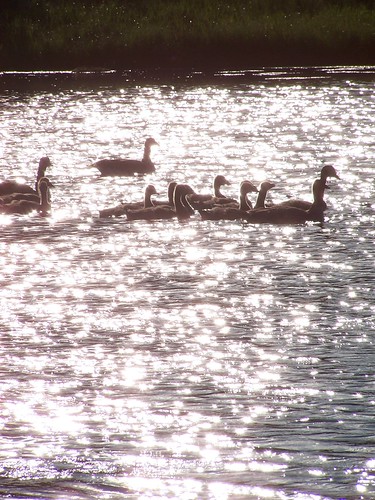 Serene by Daveography.ca, park sunset lake canada bird water reflections reflecting duck edmonton ducks ducklings goose reflec