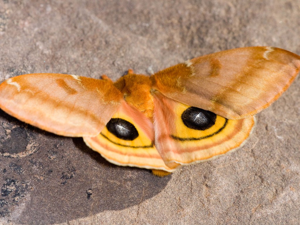 Eye Spots - IO Moth | Automeris io 06/08/2008 Sharps Chapel,… | Flickr