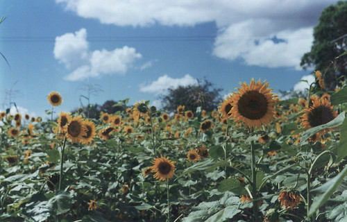 africa sunflowers zimbabwe