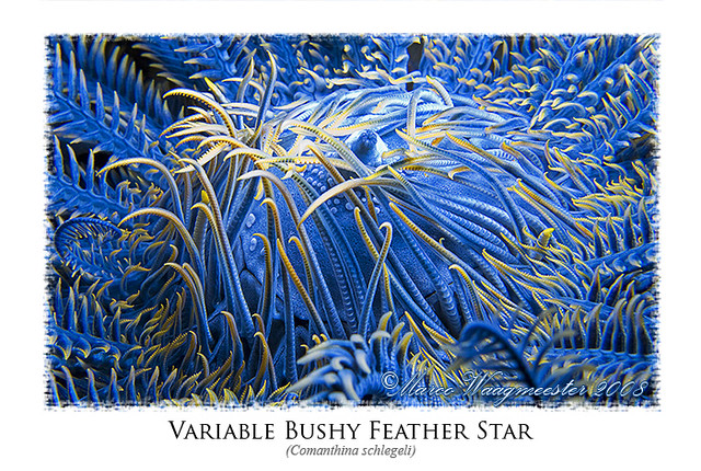 Bushy Feather Star
