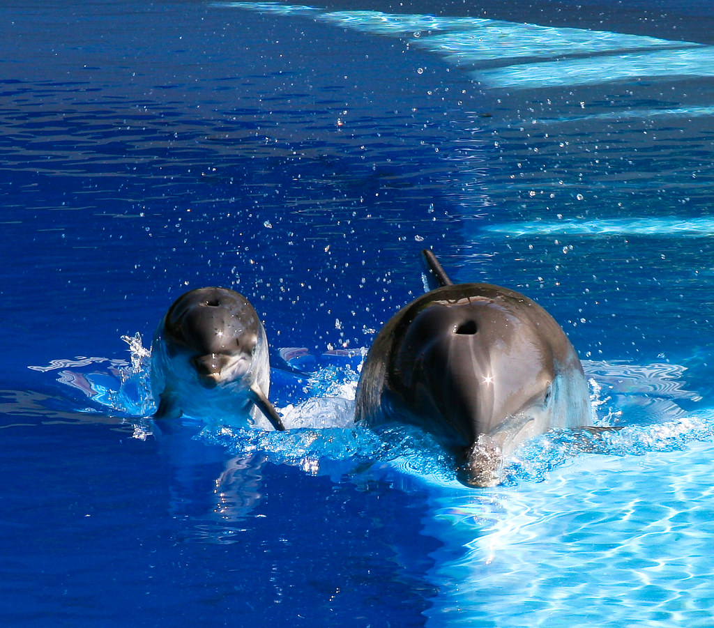 Дельфины живут лет. Дельфин млекопитающее. Морские обитатели Дельфин. Дельфины картинки. Удивительные дельфины.