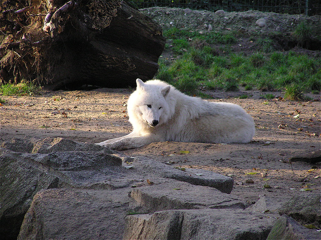 White Wolf 2 | Artic Wolf, White Wolf, Polar Wolf (Canis lup… | Flickr