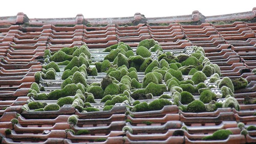 roof green glass moss vert vietnam tiles zen terre toit halong mousse verre tuiles naturesfinest hạlong olibac olympussp560uz