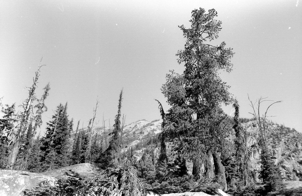 Cascade Pines by JeckyllnHyde