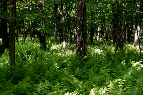 green pennsylvania ferns seaofferns cornerofskylinedriveandmudpikeroad
