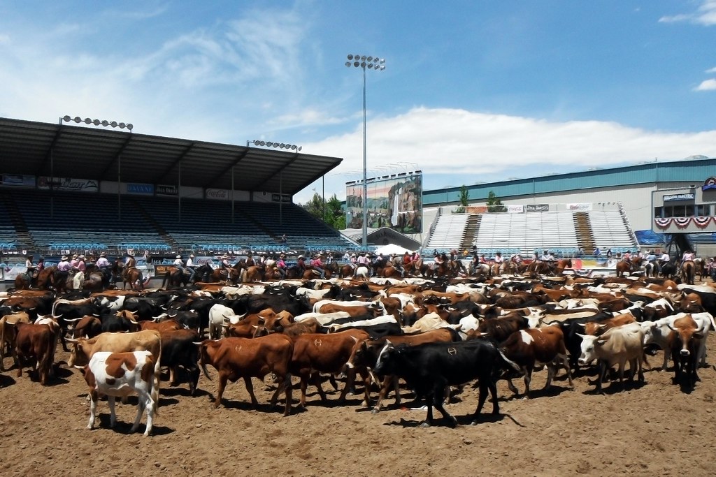 2011 Reno Rodeo Cattle Drive | Made it to the Reno Livestock… | Flickr