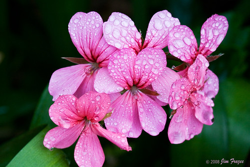 Dew-covered Geraniums by Jim Frazee