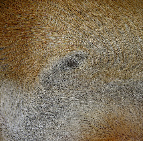 Oola's Right Butt Whorl | Oola has a very cute butt. | Flickr