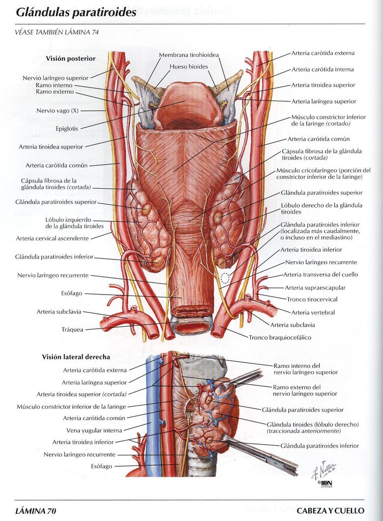 Артерии щитовидной железы. Нервы щитовидной железы анатомия. Нижняя щитовидная артерия анатомия. Кровоснабжение щитовидной железы топографическая анатомия. Взаимоотношения щитовидной железы нижних щитовидных артерий.