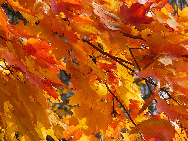 Autumn sketches: Autumn maple leaves