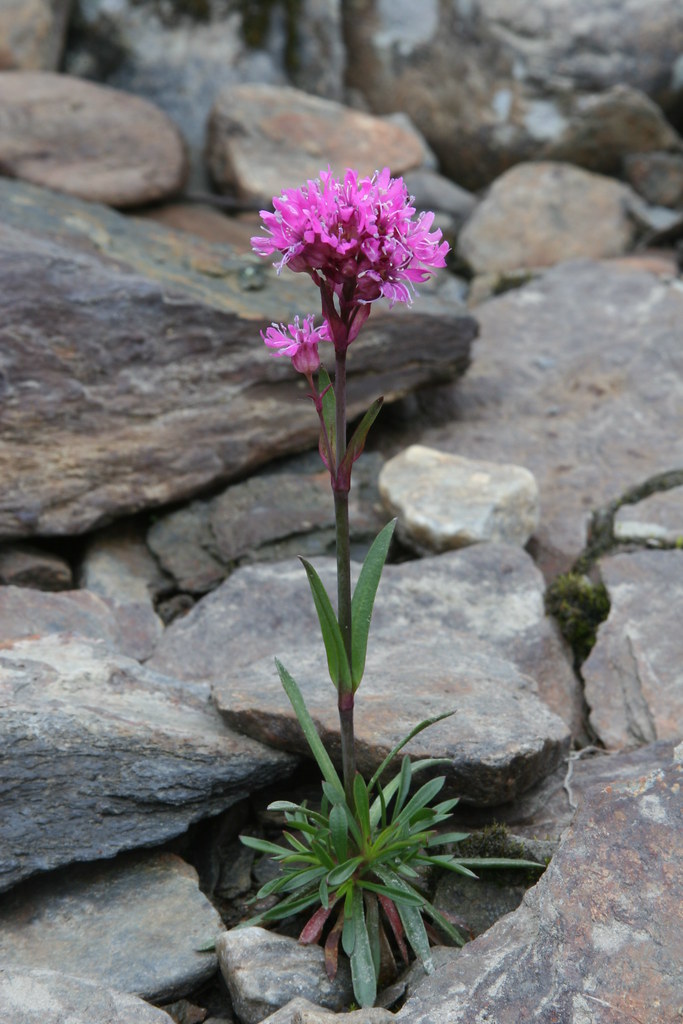 Alpine Catchfly | Circle of Light Photography | Flickr