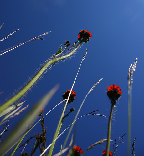 Summer Giants by Elsa Prinsessa