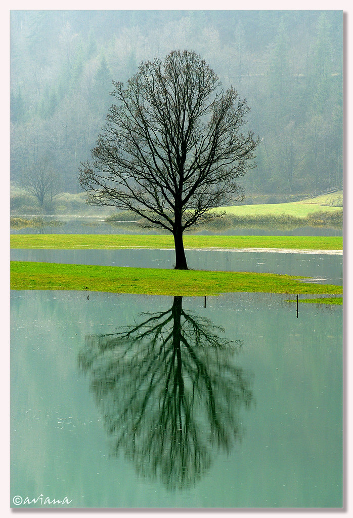 Tree's mirror by aviana2