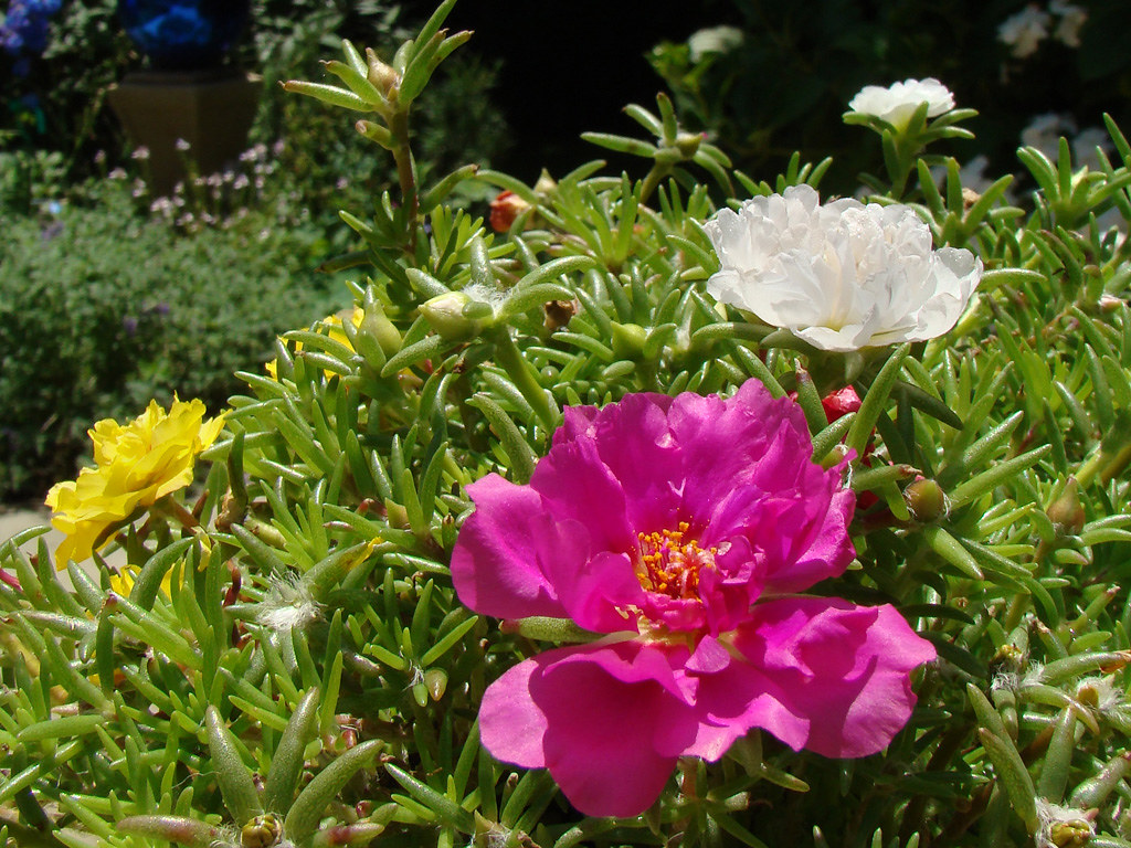 Portulaca grandiflora - Moss Rose