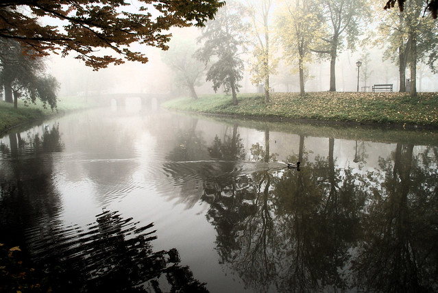 Duck, Utrecht in the mist