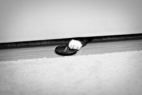 Oreo likes Canon | by MsYuri