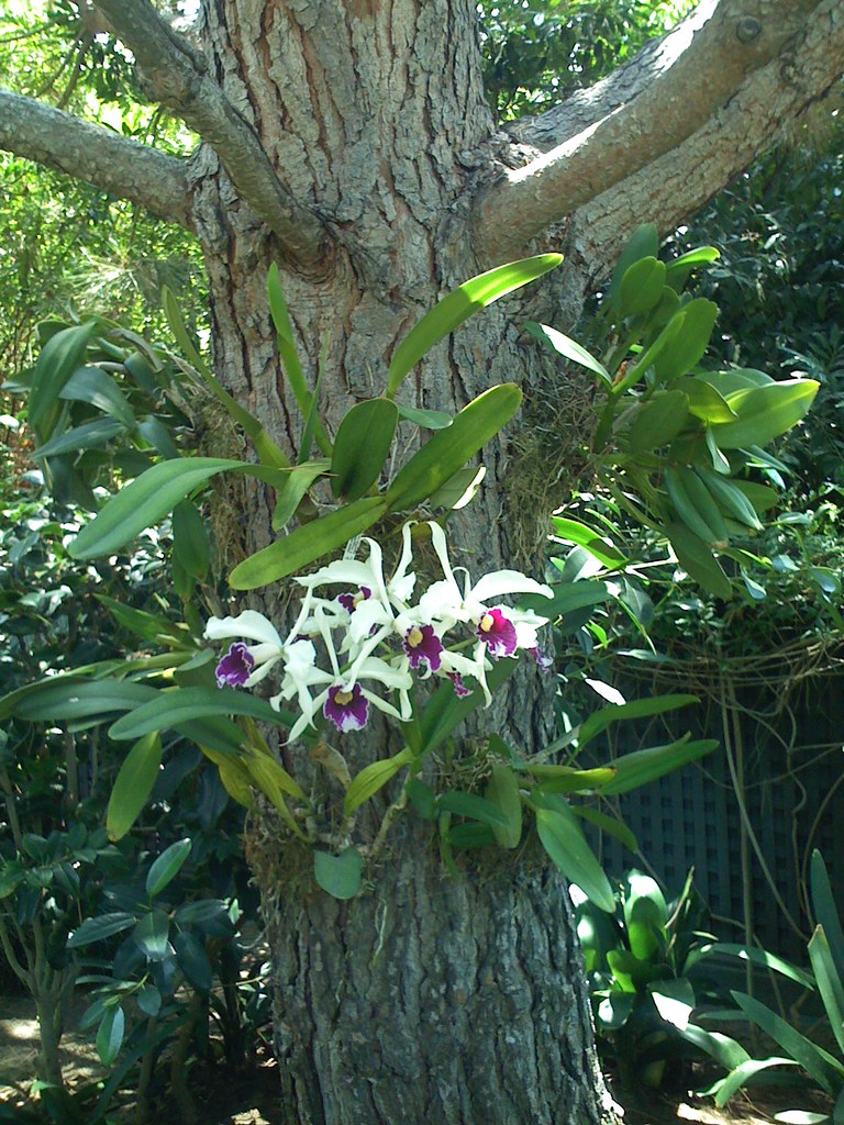 Laelia purpurata on pine tree | Taken with my iPhone. These … | Flickr