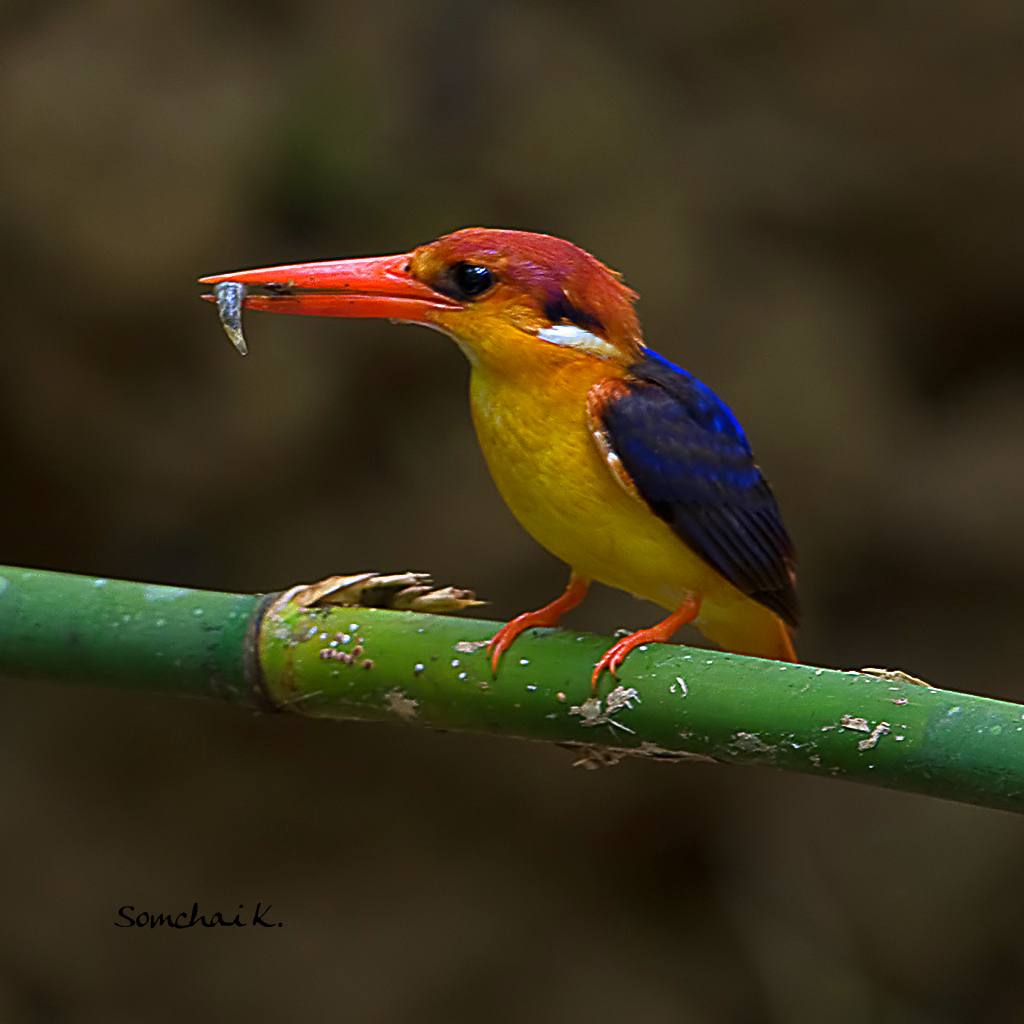 กะเต็นน้อยหลังดำ Black-backed Kingfisher (Oriental Dwarf Kingfisher)