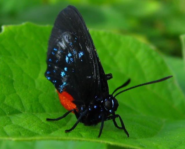 Florida Atala Butterfly Mounts Botanical Gardens West Flickr