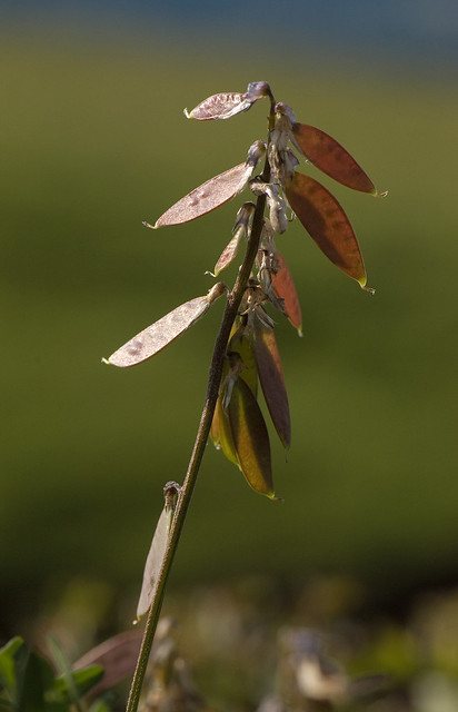 Vicia cracca (Fabaceae)