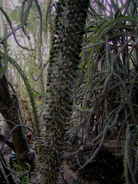 Spiny Forest Didieriaceae (Diddies) - Atlanta Botanical Garden