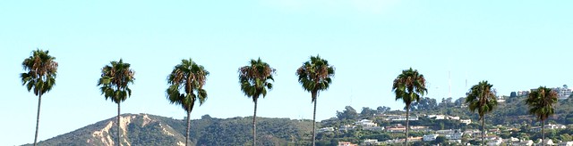 Palm Trees of California