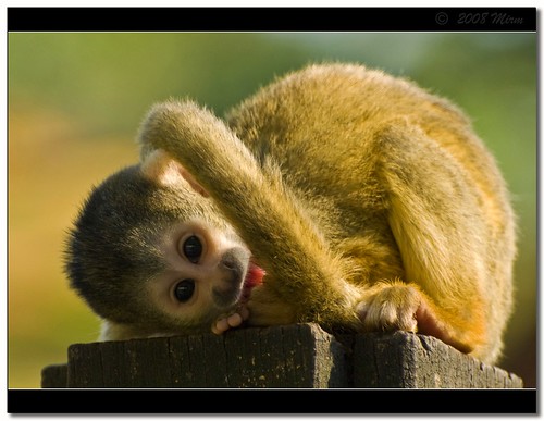 Cute squirrel monkey by **Mirm**