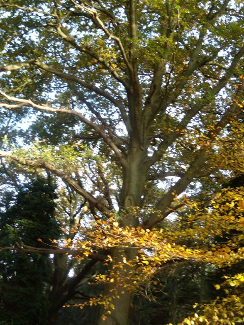 Autumn colour Guildford Circular via Chantries Hill