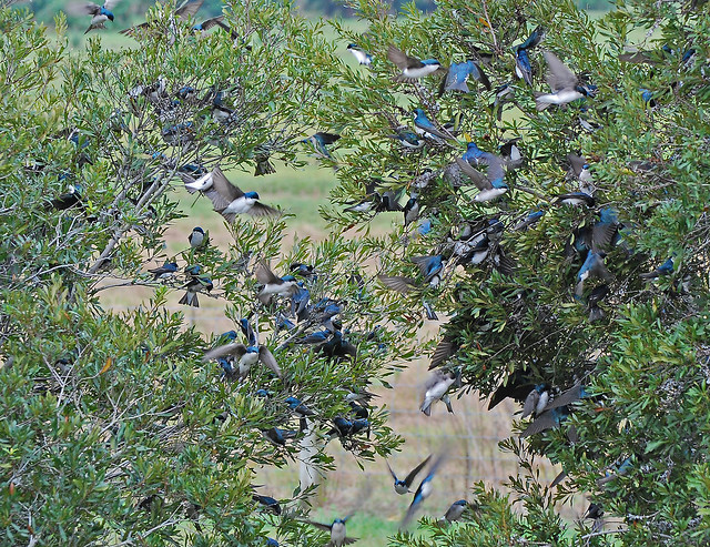 swallow swarm in bush 2