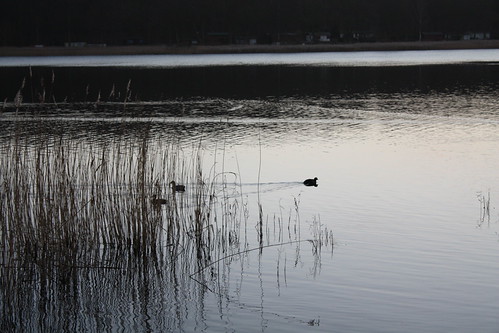 swimming ducks on lake Neukloster by ornago, lake sunrise neukloster mathiaskohrt