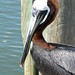 Flickr photo 'Brown Pelican' by: jweckstein.