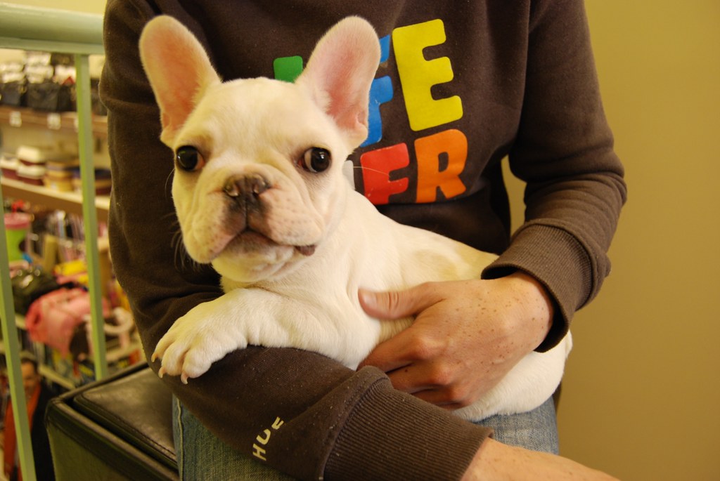 French Bulldog in pet store, Manhattan We wanted him to