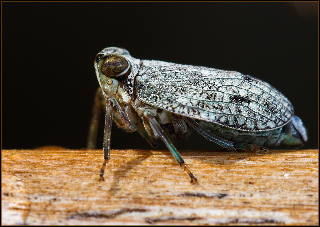 Klopp Insect Issus coleoptratus - a photo on Flickriver