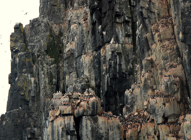 bird cliffs- guillemot colony