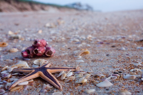 New Light by jeffk42, Sunrise at Flagler Beach, FL. ocean statepark beach sunrise coast sand florida starfish flaglerbeach