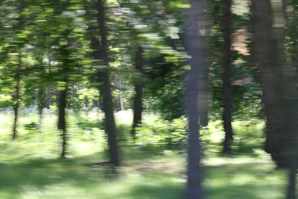 blurred trees | blurred trees in Russia | Brian Danielson | Flickr