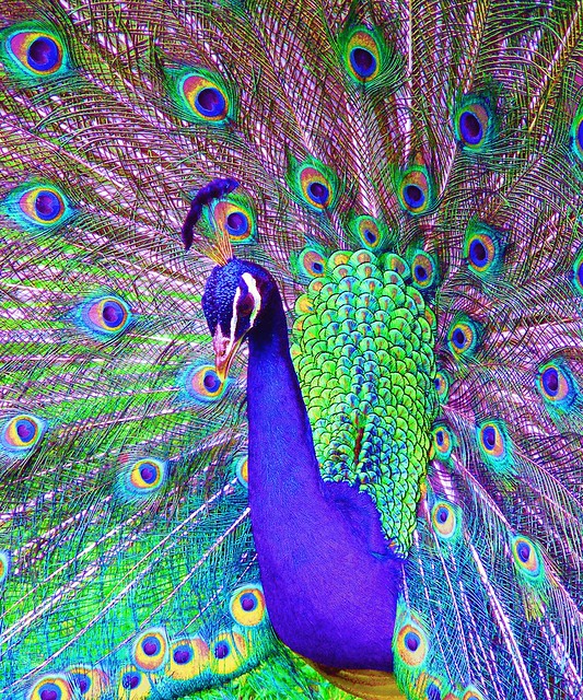 Jazzy Peacock Explore 25/11  #448