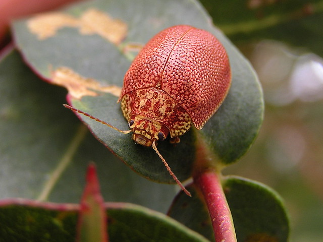 Eucalyptus Leaf Beetle