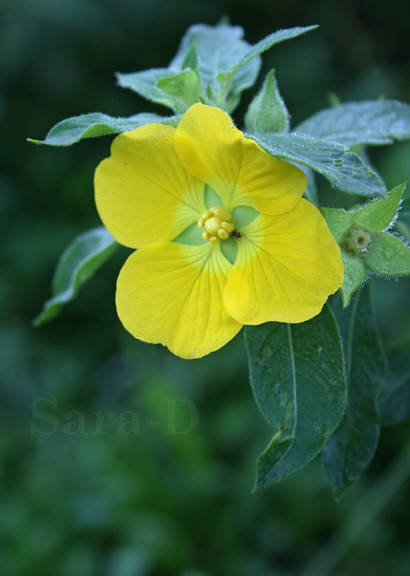 Wildflowers of Sri Lanka, No 11