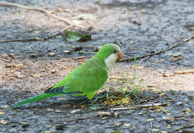 Monk parakeet (Myiopsitta monachus), Parque Lezama, Buenos Aires