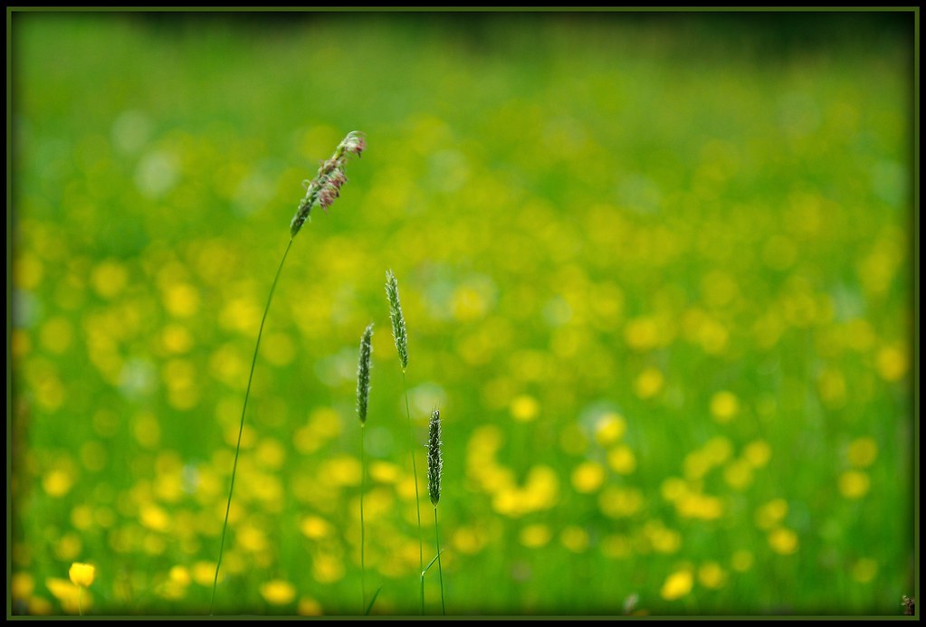 Gras im Mai - may by NPPhotographie